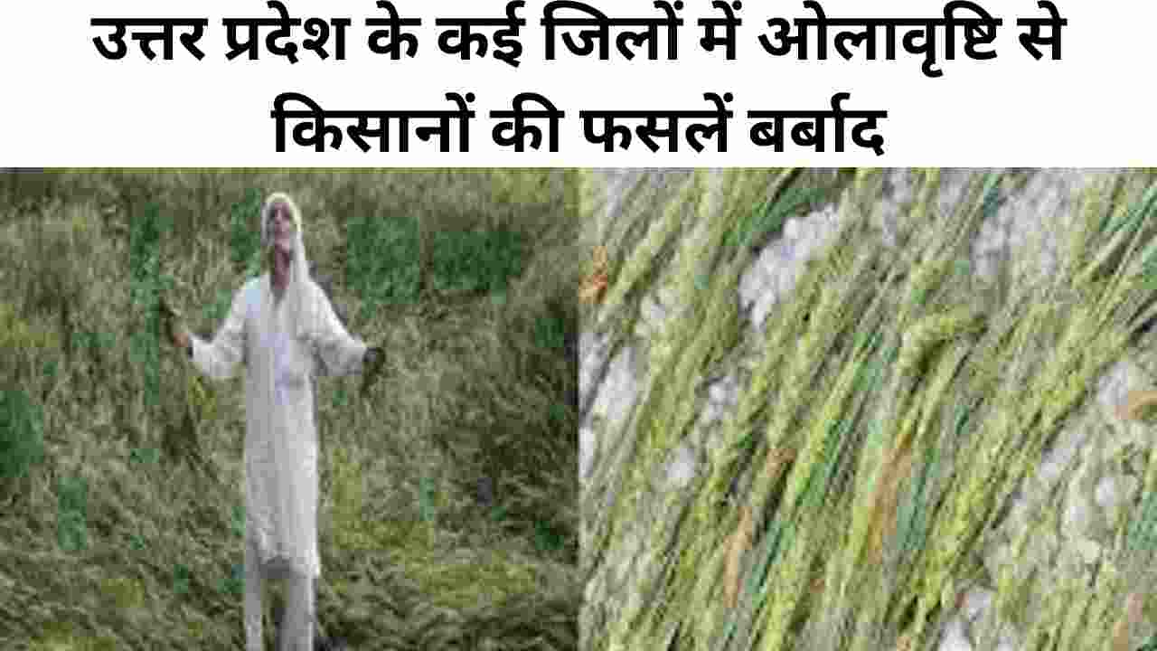 उत्तर प्रदेश के कई जिलों में ओलावृष्टि से किसानों की फसलें बर्बाद